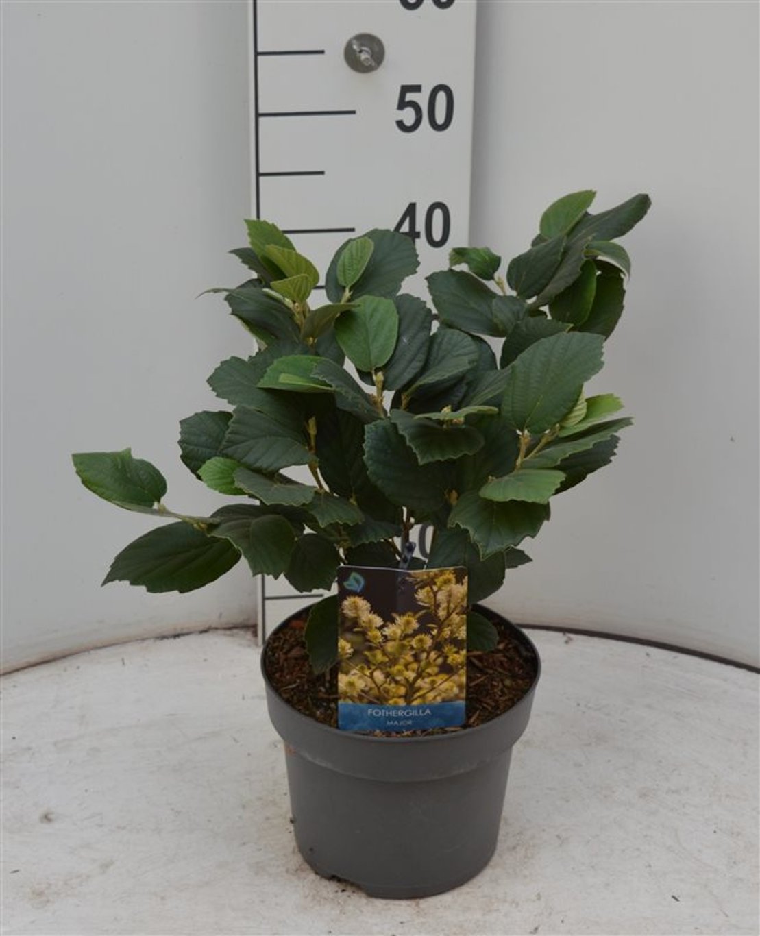 Fothergilla major - C4 40-60 CM